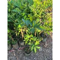 ราคา ต้นเงาะสีทองติดตาตรงตามสายพันธุ์แท้ (17438897563)