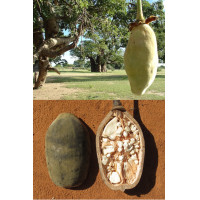 ราคา ลูกเบาบับ ผลเเก่เป็นพันธ์ไม้ยืนต้นทวีปเเอฟริกา (12440613072)