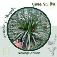 ราคา ต้นหนวดปลาดุก ไม้คลุมดินจัดสวน ส่งแบบล้างราก (13314960553)