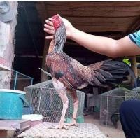 ราคา ไข่เชื้อเยียร์แท้ 100 พม่าแข้งหน้ามีเหลี่ยมมีลีลาถอดถอยเป็นไก่สไตล์ม้าล่อ (19449118590)