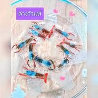 ราคา กุ้งเครฟิชแคระมี 5 แบบ ตกแต่งตู้ปลา (22785083400)