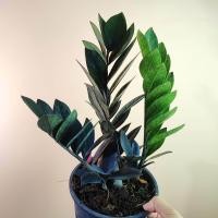 ราคา กวักดำ Black ZZ Plant กระถาง5 ฟอร์มกอ กวักนิล กวักมรกต ต้นกวักดำ กวักมรกตดำ Zamioculcas Zamifolia Black (24336836170)