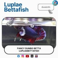ราคา ปลากัดหูช้าง แฟนซี ส่งฟรี ปลายทาง เกรดสวยงาม (22673873713)