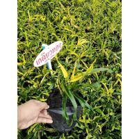 ราคา ถูกที่สุด ต้นโกสนเกลียวทองแคระ croton โกสนราชาไม้ใบสวย บอนสี กระบองเพชร ไม้อวบน้ำ cactus succulent ถังทอง เรนโบว์ ไม้แต่งสวน ไม้ประดับ ไม้ด่าง บอนสี บอนไซ ต้นกุหลาบ ไม้ด่าง (24399937073)