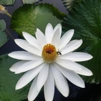 ราคา บัวกินสายสีขาว (1408904077)