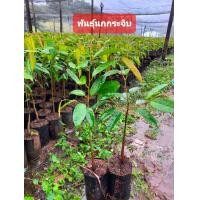 ราคา ต้นทุเรียนพันธุ์นกกระจิบเสียบยอดแท้ (13619363497)