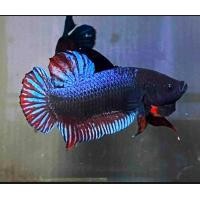 ราคา ปลากัดมาเลลูกนอกแท้สายเดิมพัน ชุด K3 ปากตาซอกท้ายหาง (22536107272)