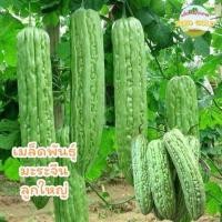 ราคา เมล็ดพันธุ์ มะระจีนลูกใหญ่ คัดพิเศษ 5 เมล็ด 10 เมล็ด อัตราการงอกสูก ลูกดก ลูกใหญ่ (24162060094)