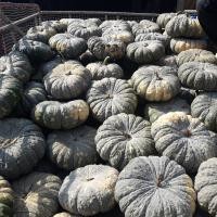 ราคา ฟักทอง ทองคำ 443 ฟักทอง ทองอำพัน 426 ฟักทอง พันธุ์ คางคก ฟักทอง ประกายเงิน บรรจุ 50 เม็ลด ลูกดก เนื้อแน่น เมล็ดฟักทอง สำหรับปลูก ลูกใหญ่ A (18359959762)