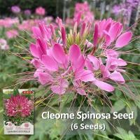 ราคา เมล็ดพันธุ์ ผักเสี้ยนฝรั่ง บรรจุ 6 เมล็ด Cleome Spinosa Flower Seeds เมล็ดดอกไม้ บอนสีราคาถูก เมล็ดบอนสี ต้นไม้มงคล บอนสี เมล็ดพันธุ์ดอกไม้ ไม้ประดับมงคล พันธุ์ดอกไม้ ดอกไม้ปลูก พันธุ์ไม้ดอก แต่งบ้านแ