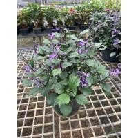 ราคา อาจูก้าหรือม่วงมณี ไม้พุ่มกระทัดรัด ดอกน่ารัก ส่งขนาดกระถาง 6 นิ้ว (22343332306)