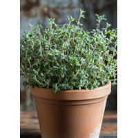 ราคา เลมอนไทม์ Lemon Thyme or Citrus Thyme (23202894260)