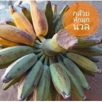 ราคา กล้วยหักมุกนวล กล้วยหักมุก หน่อ (22808530390)