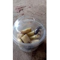 ราคา ด้วงกว่าง ตัวเมีย Lanna Beetle ด้วงกว่าง กว่างแม่ กว่างเมีย แมงคาม ด้วงกว่างกิเดียนส์ ตัวละ 99 บาท ส่งพร้อมอ้อย (24417362454)