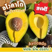 ราคา ขายดี อโวคาโด้ 1KG อโวคาโด้ avocado พันธุ์พื้นเมือง อโวคาโด้ อโวคาโด อะโวคาโด้ อะโวคาโด แฮสราชาอโวคาโด้ แฮส อโวคาโด้แฮส อโวคาโด้ อโวคาโด อะโวคาโดสด อโวคาโดสดจากสวนบนดอย เก็บจากสวนทุกวันเน่าเสียรับเคล 