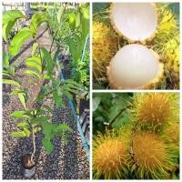 ราคา ต้นเงาะสีทองน้ำผึ้ง แบบติดตา ขนาด80 100ซม เปลือกสีทองรสชาติหวาน (22345170754)