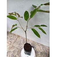 ราคา ต้นทุเรียนหนามดำหรือโอวฉี เสียบยอดแล้ว (22131983606)