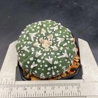 ราคา Update 1 7 Lot 2 Astrophytum asterias Super kabuto V Type แอสโตรวี Cactus กระบองเพชร ส่งทั้งกระถาง (24274827199)