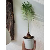 ราคา ต้นปรงป่า Cycad ไม้โขดต้นปรง จัดส่งเป็นหัว สำหรับคนรักไม้โขด ตกแต่งสวน แบบมินิมอล โต๊ะทำงาน ร้านคาเฟ่ ไม้ปรง (19486318204)