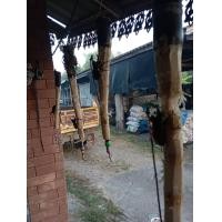 ราคา ด้วง กว่างโซ้ง กว่าง ตัวผู้ เขาสวยงาม ด้วงกว่าง ตัวละ 99 บาท กว่างผู้ ด้วง ผู้ ส่งพร้อมอาหารอ้อย (24415847858)