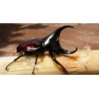 ราคา ตัว กว่างผู้ ด้วงกว่าง ด้วงกว่าง Beetle กว่างเขา ตัวละ 99 บาท กว่าง (24595530145)