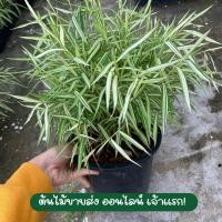 ราคา ต้นไผ่เงิน ไผ่เงิน ต้นหญ้าแมว หญ้าไผ่แมว หญ้าไผ่เงิน อาหารแมว หมา กระต่าย กระถาง 8 นิ้ว (18020535491)