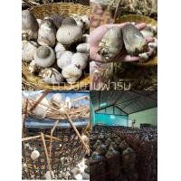 ราคา เชื้อเห็ดฟางคุณภาพ ชุด5ก้อน แถมฟรี อาหารเสริมบำรุงเห็ด ดอกใหญ่ ออกดอกเยอะ สามารถนำไปเพาะในตะกร้า แบบกองเตี้ย หรือโรงเรือนได้ค่ะ มีคู่มือแถมให้ในชุดค่ะ (17101982502)
