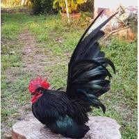 ราคา ไข่เชื้อไก่แจ้สวยงาม (24356346132)