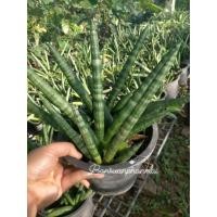 ราคา ต้นงาช้างแคระ ต้นบอลเซล กระถาง 8 นิ้ว จัดชุด 2 กระถาง (7654596894)