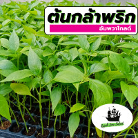 ราคา ต้นกล้าผัก 50ต้น ต้นกล้าพริก อัมพวา โกลด์ พริกขี้หนู พริกจินดา (17468163581)