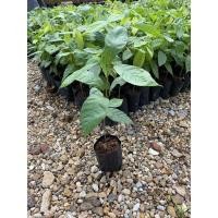 ราคา ต้นโกโก้ ชุมพร1 1 ชุด5 ต้น ต้นสวยพร้อมปลูก (8778656976)