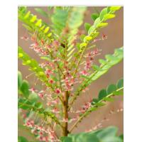 ราคา ต้นธรณีสาร ว่านธรณีสาร ไม้มงคล ต้นแข็งแรงพร้อมปลูก (20064014589)