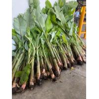 ราคา กล้วยน้ำว้า มะลิอ่อง ชุด 2 หน่อ 55 บาท ปลูกเป็นง่าย ชอบฝนทนแล้ง เก็บผลผลิตใน 7 8 เดือน สุกหวานอร่อย ใช้ทำขนมได้ เช่น ข้าวต้มมัด กล้วยทอด กล้วยตากอบน้ำผึ้ง (24468310834)