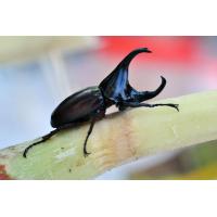 ราคา กว่าง ด้วงกว่าง กว่างเขาสวย ตัวละ 99 บาท กว่างผู้ กว่างตัวผู้ (24595555139)