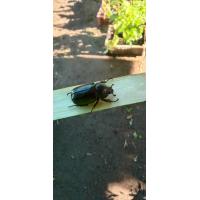 ราคา ด้วงกว่าง ตัวเมีย Lanna Beetle ด้วงกว่าง กว่างแม่ กว่างเมีย แมงคาม ด้วงกว่างกิเดียนส์ ตัวละ 99 บาท ส่งพร้อมอ้อยทีตัดแล้วหรือสับปะรด (24417407108)