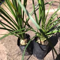 ราคา ต้นกล้าแซ่ม้า Beaucarnea recurvata ถุง 2 นิ้วต้นไม้บอนไซ ไม้มงคล ไม้หายาก ไม้ประดับต้นแซ่ม้า (21345406408)