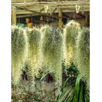 ราคา นิยมมาก หนวดฤาษีต้นเคราฤาษีแขวนลวดไซส์ใหญ่ ความยาว 45 เซนขึ้นไป เคราฤาษีกันฝุ่น กรองอากาศ (18968744664)