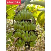 ราคา หน่อกล้วยน้ำว้าเตี้ยพระราชทาน (24203222534)