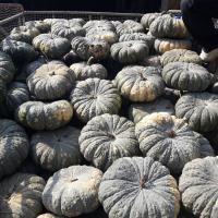 ราคา ฟักทอง ทองคำ 443 ฟักทอง ทองอำพัน 426 ฟักทอง พันธุ์ คางคก ฟักทอง ประกายเงิน บรรจุ 50 เม็ลด ลูกดก เนื้อแน่น เมล็ดฟักทอง สำหรับปลูก (20579589681)