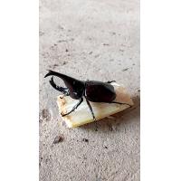 ราคา ด้วง กว่างโซ้ง กว่าง ตัวผู้ เขาสวยงาม ด้วงกว่าง ตัวละ 99 บาท กว่างผู้ ด้วง (24580222485)