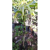 ราคา ต้นมะม่วง 1 ต้น ต้นพันธุ์มะม่วงR2E2 หรือมะม่วงแอปเปิ้ล ผลใหญ่ ลูกดก อร่อย รับประกันพันธุ์แท้สินค้าพร้อมส่ง (12396108384)