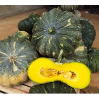 ราคา ฟักทอง ทองคำ 443 ฟักทอง ทองอำพัน 426 ฟักทอง พันธุ์ คางคก ฟักทอง ประกายเงิน บรรจุ 50 เม็ลด ลูกดก เนื้อแน่น เมล็ดฟักทอง สำหรับปลูก ลูกใหญ่ A (18359959761)