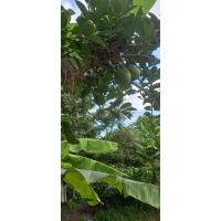 ราคา กิ่งตอนมะนาวยักษ์พันธุ์แท้ 100 เจ้าของสวนขายเอง ไม่จกตา (20315501764)