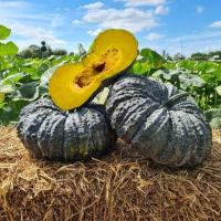 ราคา ฟักทอง ทองคำ 443 ฟักทอง ทองอำพัน 426 ฟักทอง พันธุ์ คางคก ฟักทอง ประกายเงิน บรรจุ 50 เม็ลด ลูกดก เนื้อแน่น เมล็ดฟักทอง สำหรับปลูก ลูกใหญ่ A (18359959759)