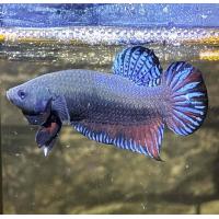 ราคา ปลากัดอินโดมาเล หนังดีสุด (22228112115)