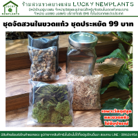 ราคา ชุดจัดสวนในขวดแก้ว DIY ชุดประหยัด 99 มีของพร้อมส่ง (1216428309)