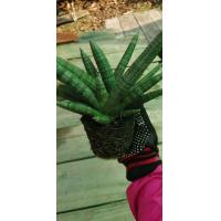 ราคา บอลเซล งาช้างแคระ ไม้ฟอกอากาศ 1ชุด 3 ต้น (19108580010)