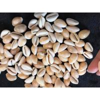 ราคา ยกถุง 20 ชิ้น หอยเบี้ยแก้ว หอยแท้ ขนาด 1 5 2 5 CM ถุง 20 ตัว สะสม นำโชค (2061546920)