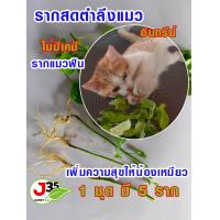 ราคา รากตำลึงแมวอินทรีย์ รากตำลึงแยปลอดสาร รากตำแยแมว ต้นแมวฟิน หญ้าแมว 1 ชุดมี 5 ราก จำหน่ายแบบล้างราก (19644559638)