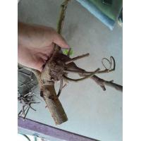 ราคา กาฝากคูณ ไม้มงคล อิทธิคุณด้านความเชื่อ กาฝากจากต้นคูณเกิดขึ้นเองตามธรรมชาติ (20676708453)